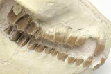 Fossil Oreodont (Merycoidodon) Skull - South Dakota #207470-3